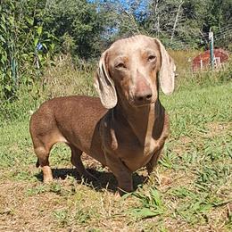 Lilly - Dachshund