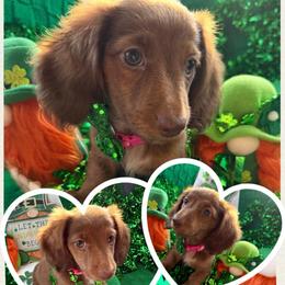 Love - Winnie- Pink - Red female Dachshund puppy in Pittsburg, California from Super Hero Dachshunds