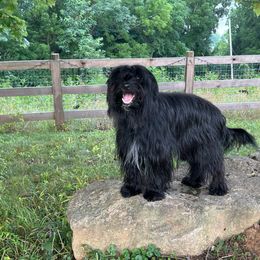 Silaine - Pyrenean Shepherd