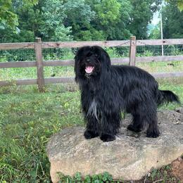 Silaine - Pyrenean Shepherd