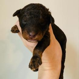 Cocoa - Chocolate female Goldendoodle puppy in Auburn, Indiana from Martin’s Doodles