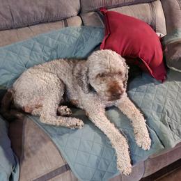 Lagotto Romagnolo All Grown Up from Moreno Casa De Honos