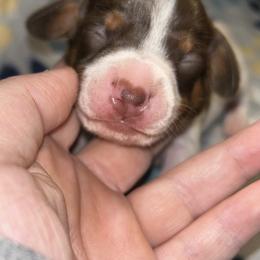 Dachshund Puppies from Dunham Dachshunds