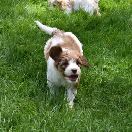 Australian Labradoodle Puppies from Frosty Hill Australian Labradoodles