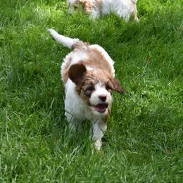 Australian Labradoodle Puppies from Frosty Hill Australian Labradoodles