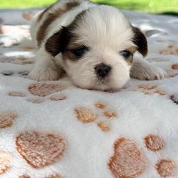 Shih Tzu Puppies from Our ShihTzu Family