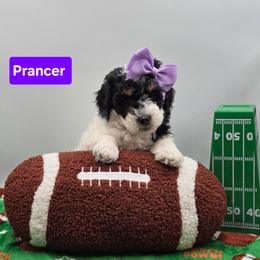 Prancer- Purple Collar - Black and white female Bernedoodle puppy in Summerville, South Carolina from Channys Doodles