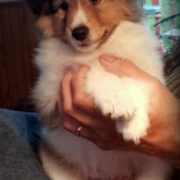 Shetland Sheepdogs from Sheltiepal