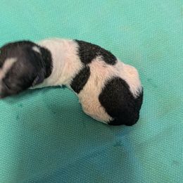 Gravy - White and black female American Hairless Terrier puppy in Phoenix, Arizona from Bare Valley