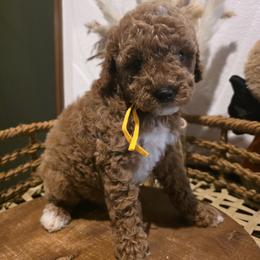 Yellow collar girl - Red  female Goldendoodle puppy in Bristol, Tennessee from 4goldendoodles