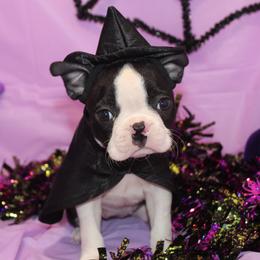 Minka Ready to Go - Black brindle and white female Boston Terrier puppy in Brooksville, Florida from I Love Pups
