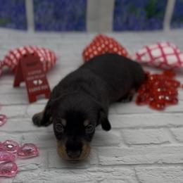 Black and Cream Wirehair Female - Black and cream female Dachshund puppy in Killeen, Texas from Southern Dachshunds