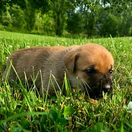 Boy 9 - male Cane Corso puppy in Yale, Michigan from Titan Farms
