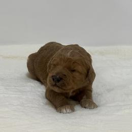 Melon - Red  female Goldendoodle puppy in Kenansville, North Carolina from J+A Family Doodles