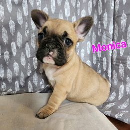 French Bulldogs from Grundy's Canines