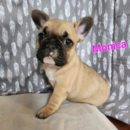 French Bulldogs from Grundy's Canines