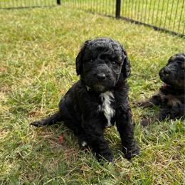 Beau - Black and white male Bernedoodle puppy in Constableville, New York from Zehr’s Labradoodles & Bernedoodles