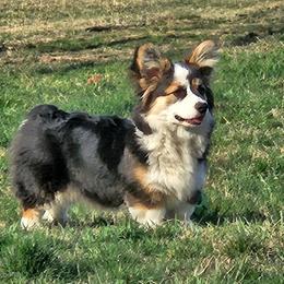 Annie - Pembroke Welsh Corgi
