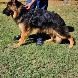 German Shepherd Puppies from Wolf Rivers Kennels