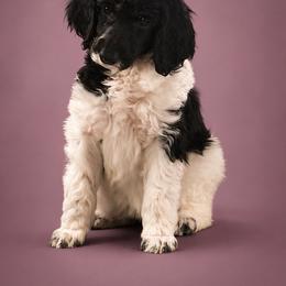 Marge - Parti female Poodle puppy in Washington, Pennsylvania from Patriotic Poodles