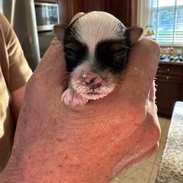 Biewer Terrier puppies from ABC Biewers and Biros