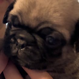 Fawn boy 2 - Fawn male Pug puppy in Arabi, Georgia from Von Webb Pups