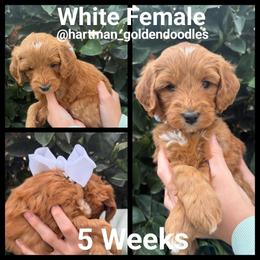 White - Red  female Goldendoodle puppy in Upland, California from Hartman Goldendoodles