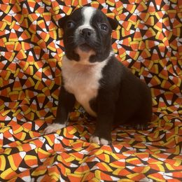 Xadin - Black brindle and white male Boston Terrier puppy in Fillmore, Illinois from Wind Hill Puppies