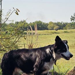 Shiney - Australian Shepherd