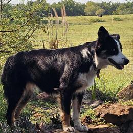 Shiney - Australian Shepherd