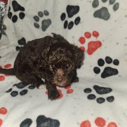 Veta - Brown female Poodle puppy in Attleboro, Massachusetts from Treasured Hearts Chihuahuas and Toy/mini poodles