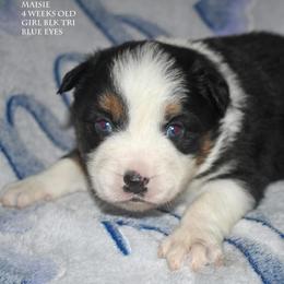 Maisie - Black tri female Miniature Australian Shepherd puppy in Patterson, North Carolina from DreamLine Aussies