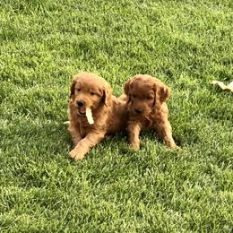 Goldendoodle Puppies from Triple HHH puppies