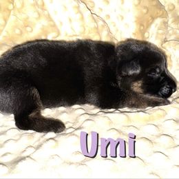 Umi - Black and red female German Shepherd puppy in Graham, Washington from Wildeflecken Shepherds