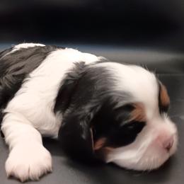 Cavalier King Charles Spaniel puppies from Holliday Cavalier King Charles Spaniels