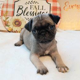 Boy 3 Purple Collar - Fawn male Pug puppy in Blountsville, Alabama from Rock Springs Pugs