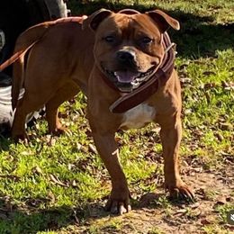 Ratso - Staffordshire Bull Terrier
