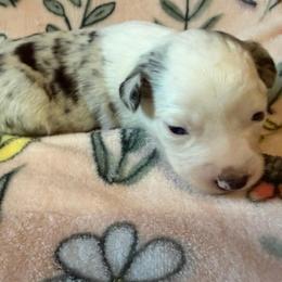 Oreo - Blue merle female Miniature Australian Shepherd puppy in Ringgold, Louisiana from Barrett's Buddies