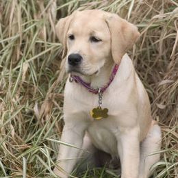 Labrador Retrievers from Cedarmarsh Labradors