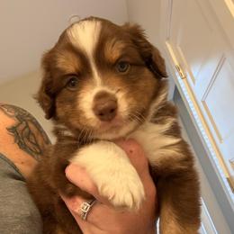 Dahlia - Red tri female Miniature Australian Shepherd puppy in Pinnacle, North Carolina from Higher Elevations Mini Aussies