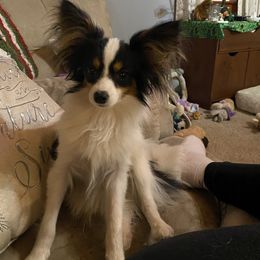 Skippy - Papillon