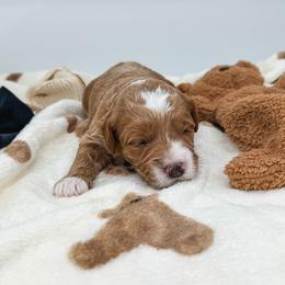 Paddington - Red  male Goldendoodle puppy in New Harmony, Indiana from Cottonwood Farms