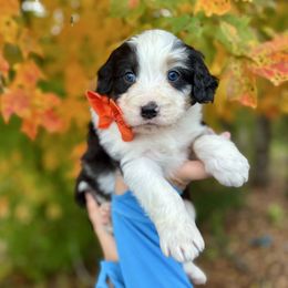 Smores - male Australian Mountain Doodle puppy in Taylors, South Carolina from Aspen Mountain Doodles LLC