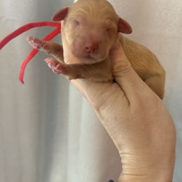 Red collar - Apricot female Goldendoodle puppy in Homer, Georgia from Creekside Kennels