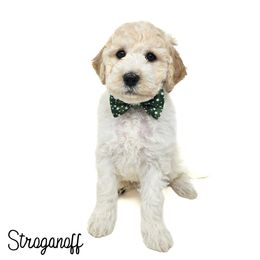 Stroganoff - Parti male Goldendoodle puppy in Crawfordsville, Indiana from Winding Creek Ranch Doodles