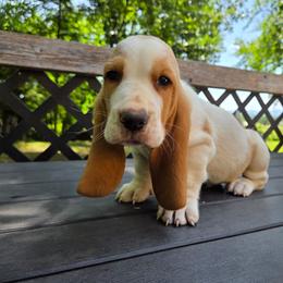 Xander - Red and white male Basset Hound puppy in Denison, Texas from Emma Lou's Baby Bassets