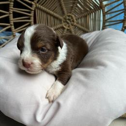 Pocahontas - Red tri-color female Australian Shepherd puppy in Grants Pass, Oregon from Carmel Mountain Aussies