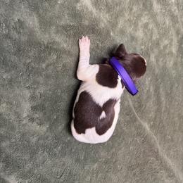 Girl 6 - Liver and white female German Shorthaired Pointer puppy in Lumberton, Mississippi from Carlee Farm