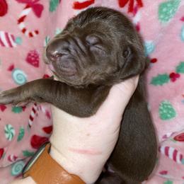 Jovie - Chocolate female Great Dane puppy in Spartanburg, South Carolina from Pawlmetto Danes