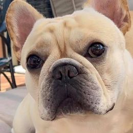 French Bulldogs from Marquesa’s French Bulldog